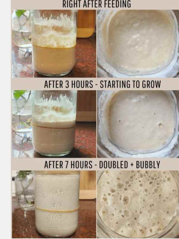 Begin-Regular-Feedings