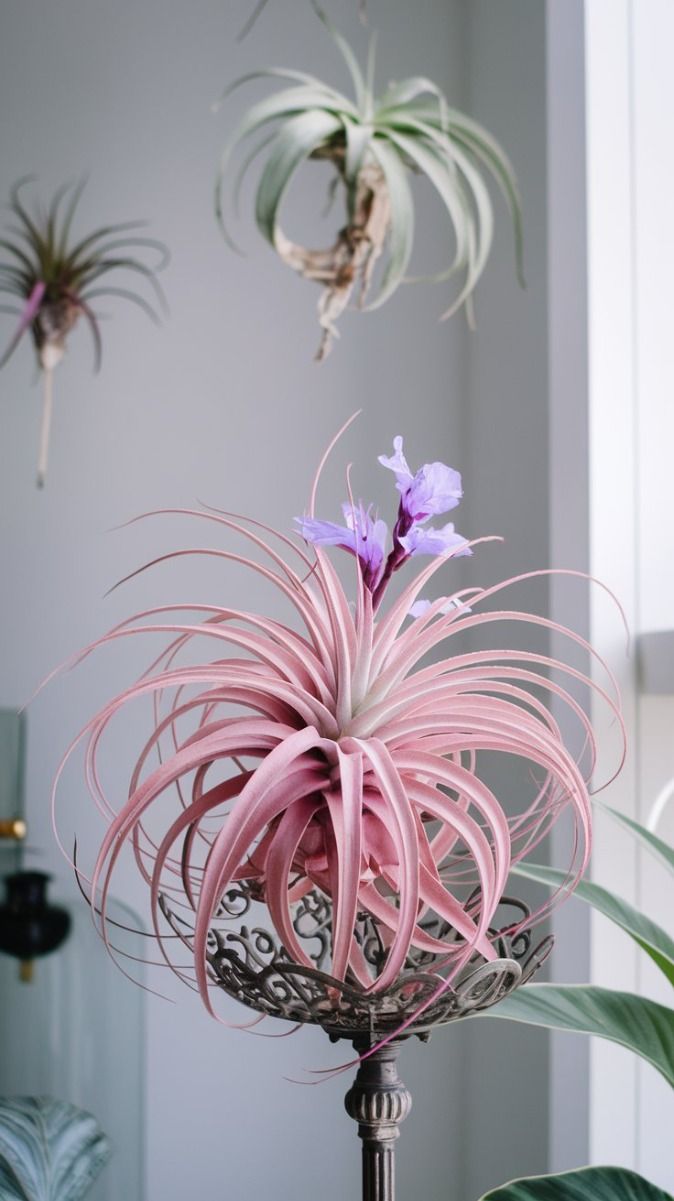 Air-Plants-Tillandsia-Bathroom-plants-for-humidity-and-low-light